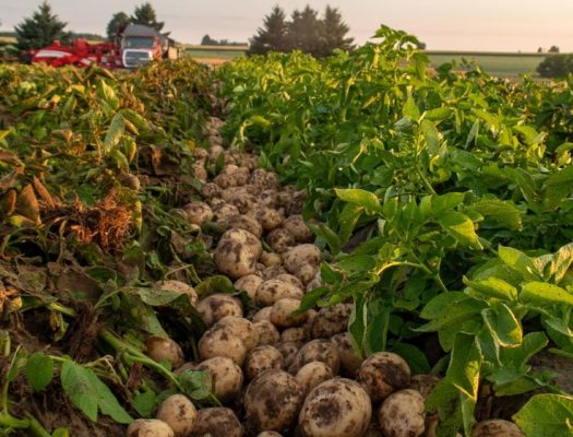 Potato Field During Harvest _ Ontario Potato Board
