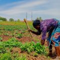 Tilling the soil